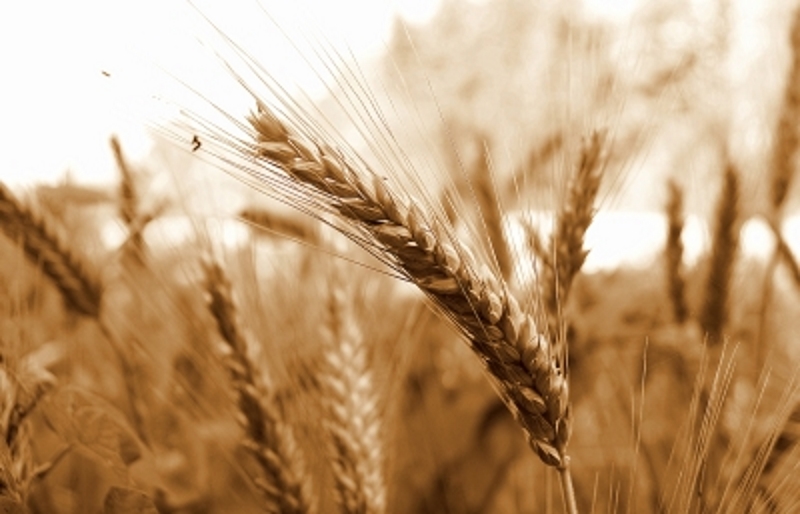 Boerdery Versekering